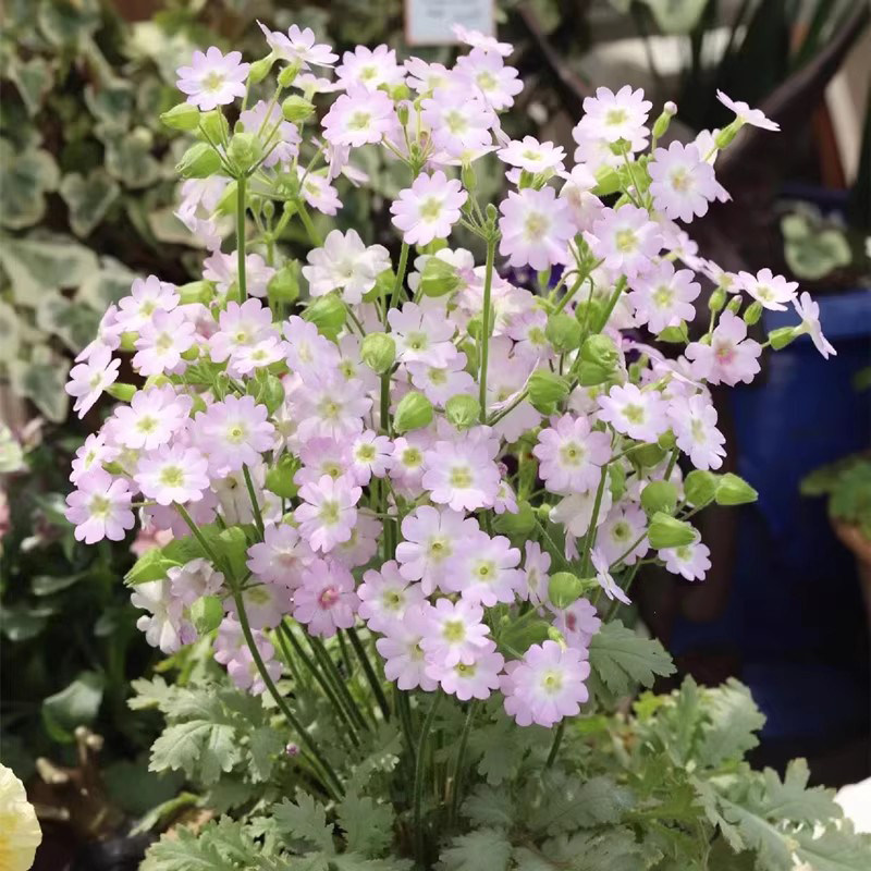 陕西羽叶报春花苗小清新花色阳台庭院花园组合盆栽,鲜花速递/花卉仿真/绿植园艺,时令草本花卉,淘宝优惠券,粉丝福利购,淘宝优惠卷