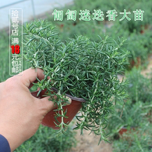 匍匐迷迭香盆栽苗 食用西餐料理烧烤牛排香草盆栽花卉绿植 驱蚊虫