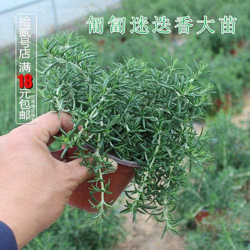 绿植迷迭香可以食用庭院