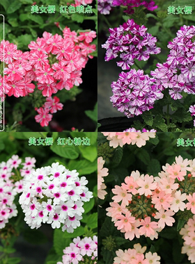 美女樱苗盆栽 多年生植物多季开花耐寒热美女樱花苗 美女樱苗植物