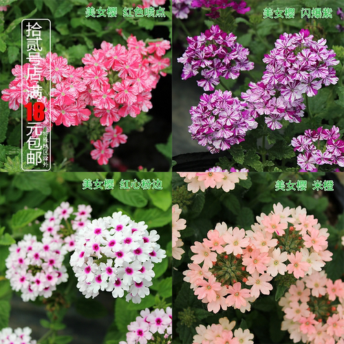 美女樱苗花卉盆栽多季开花好养