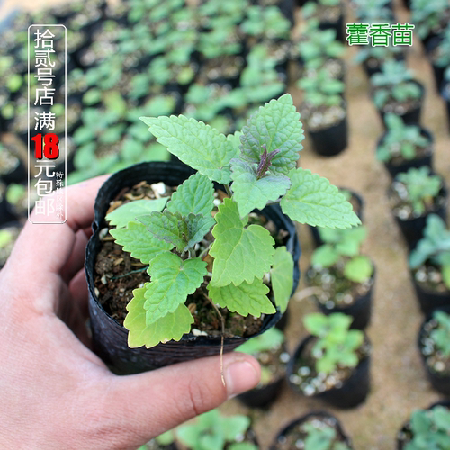 川藿香泡茶茴香味药材广藿香