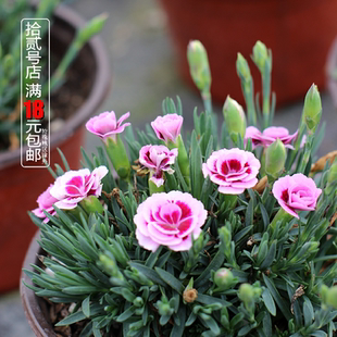 欧石竹花初吻盆栽蜜桃派耐寒地被绿植庭院草坪多季开花卉花期长