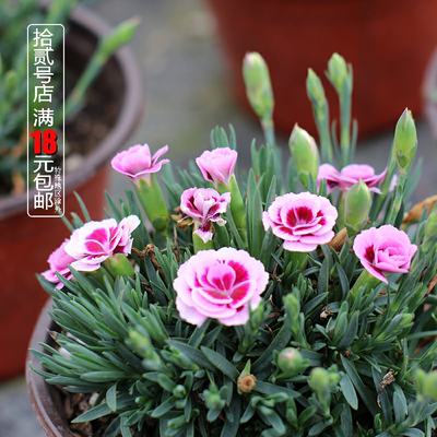 欧石竹初吻阳台庭院多季