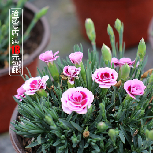 欧石竹初吻阳台庭院多季