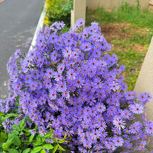 荷兰菊小卡罗紫菀盆栽苗多年生耐寒耐热庭院花镜植物易活阳台花卉