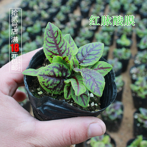 红脉盆栽香草西餐摆盘点缀沙拉