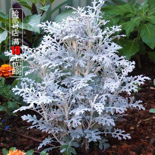 银叶菊盆栽苗 花镜盆栽雪月菊阳台耐寒观叶绿植室外花园景观植物
