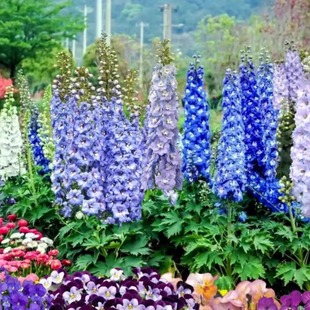 飞燕草北极光戴菲娜烛光行星小苗阳台庭院楼顶盆栽组盆花耐寒多年