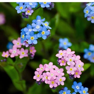 高山勿忘我倒提壶 牛舌草 春夏开花 耐寒易爆花 庭院阳台盆栽花苗
