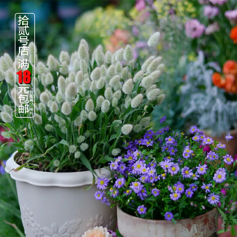 兔尾草苗盆栽 耐寒花镜植物 阳台庭院室内花卉小盆栽 易养易成活,鲜花速递/花卉仿真/绿植园艺,时令草本花卉,淘宝优惠券,粉丝福利购,淘宝优惠卷