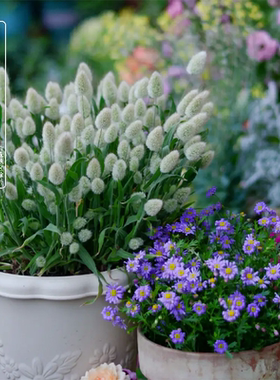 兔尾草苗盆栽 耐寒花镜植物 阳台庭院室内花卉小盆栽 易养易成活
