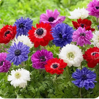 银莲花花苗盆栽阳台庭院花草