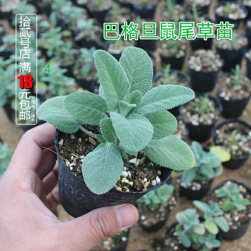 巴格旦鼠尾草庭院阳台增香食用