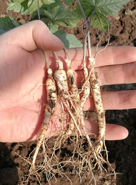 长白山人参苗 室内盆栽活苗  野山参种子苗 庭院种植西洋参种苗