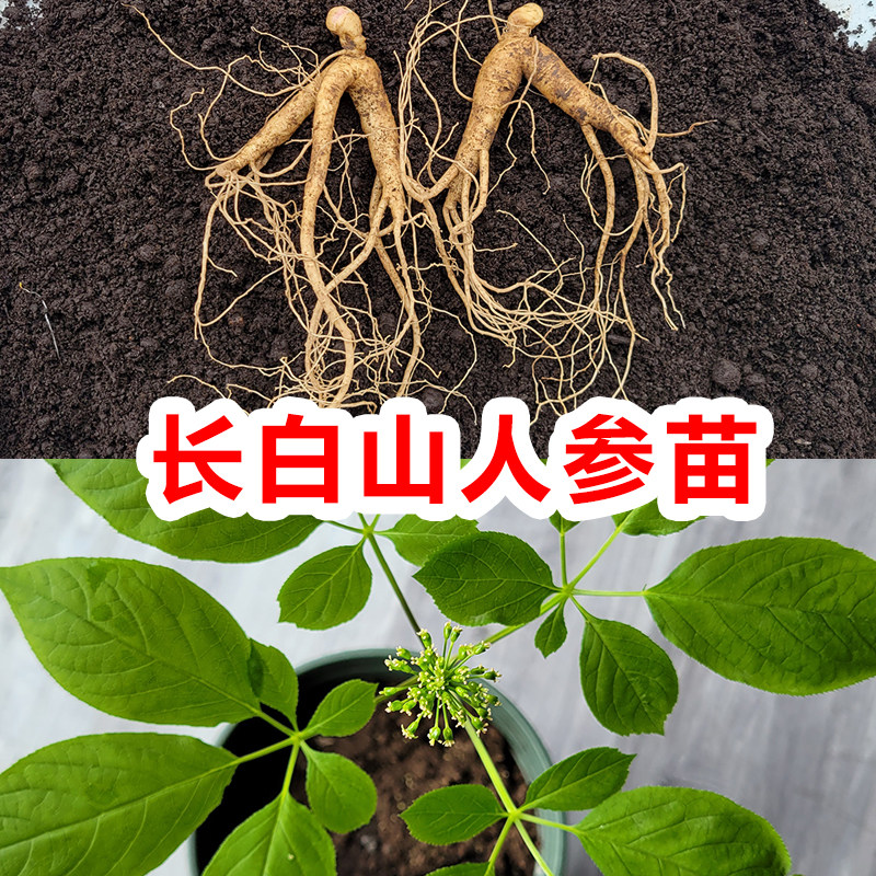 人参活苗长白山人参苗盆栽带土带盆东北人参种植苗野山参人参苗子