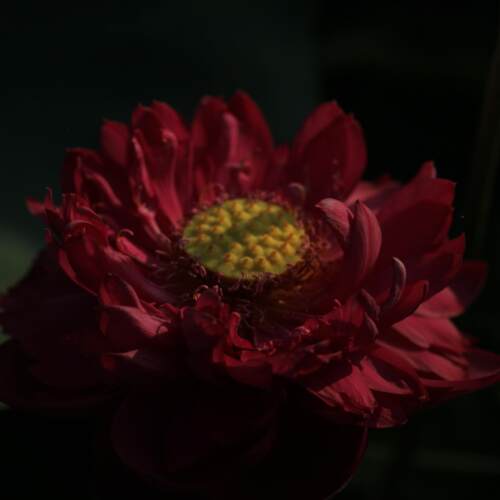 【不二的花园】天中红霞中型大红色重瓣碗莲荷花水生花卉绿植园艺