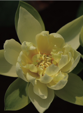 【不二的花园】姬荷-长安绾玉  微型碗莲 黄色 超级丰花 复瓣 包