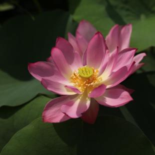 【不二的花园】秦淮彩灯 微型粉色复瓣碗莲荷花水生花卉多年生