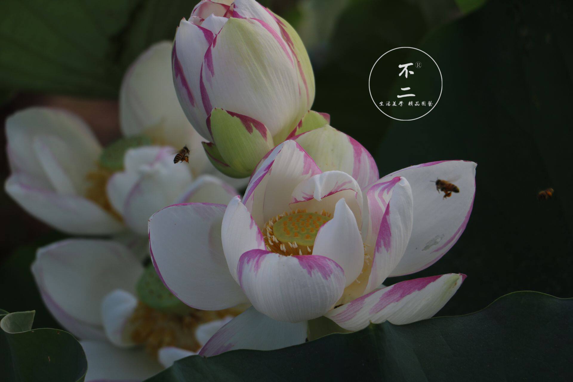 【不二的花园】 一天四海  碗莲荷花水生 包活开花对版