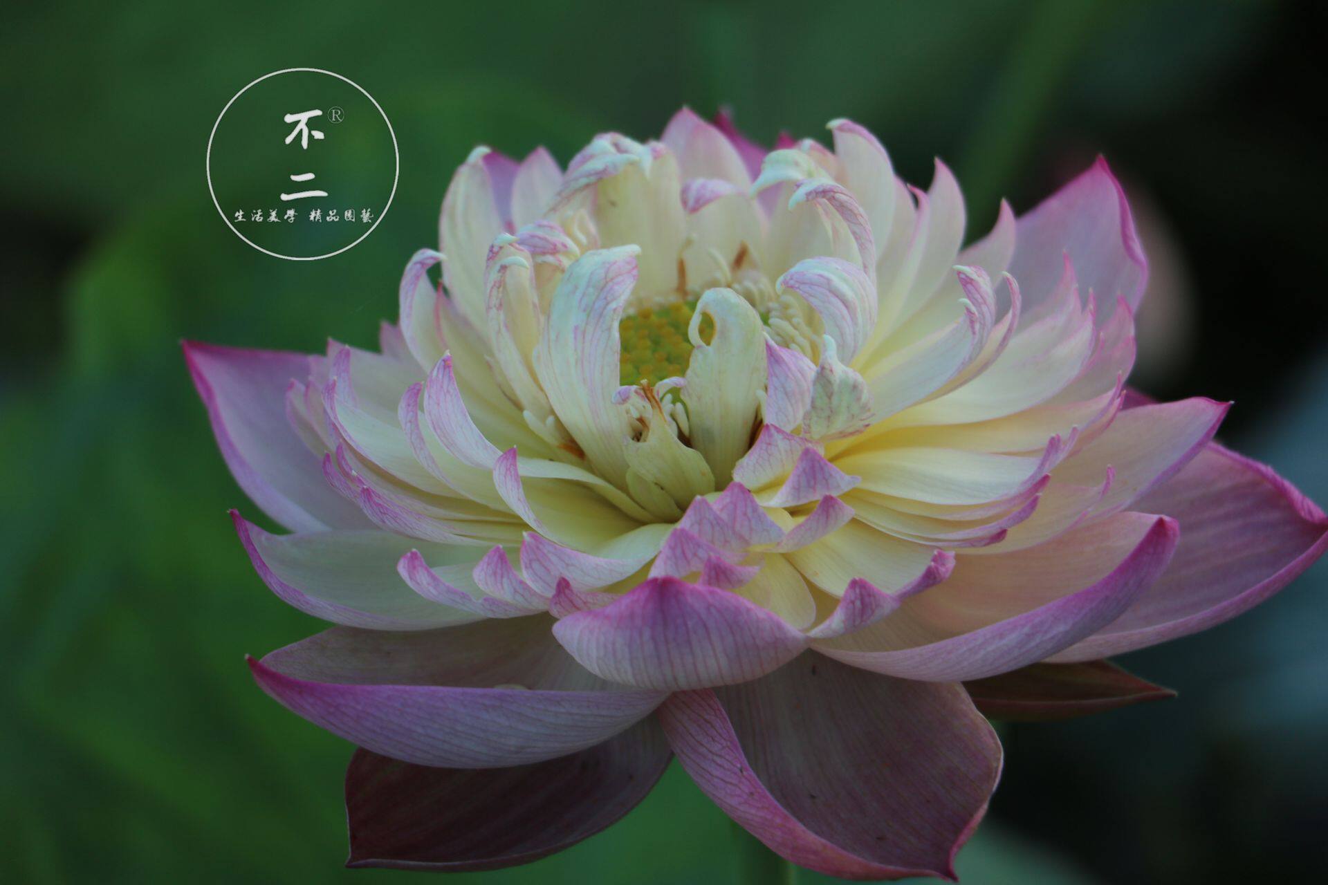 【不二的花园】 大唐芙蓉  碗莲荷花水生 包活开花对版