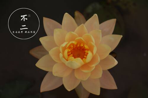 不二克莱德肯斯睡莲花卉包对版