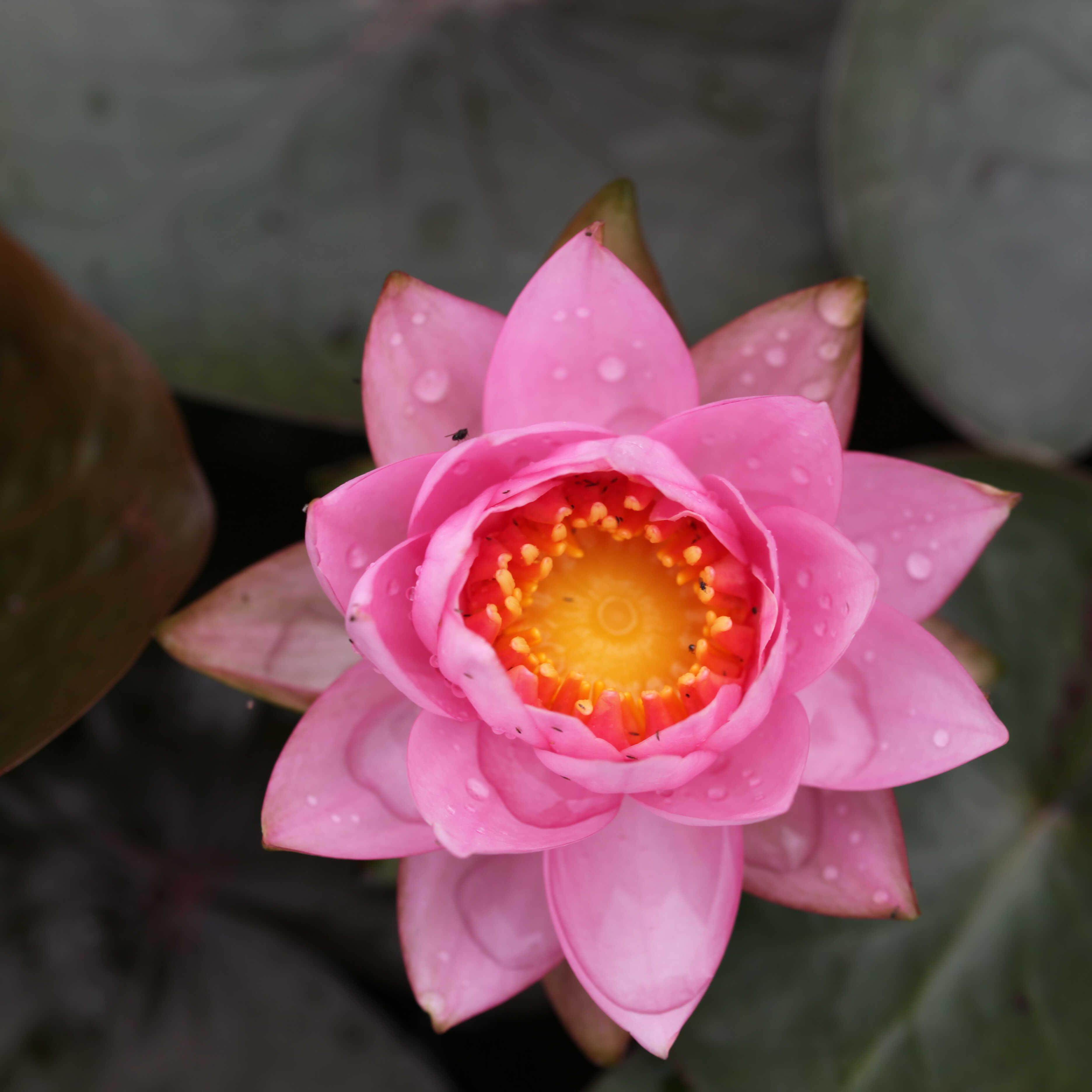 【不二园艺】粉黛  粉色复瓣小型耐寒睡莲丰花