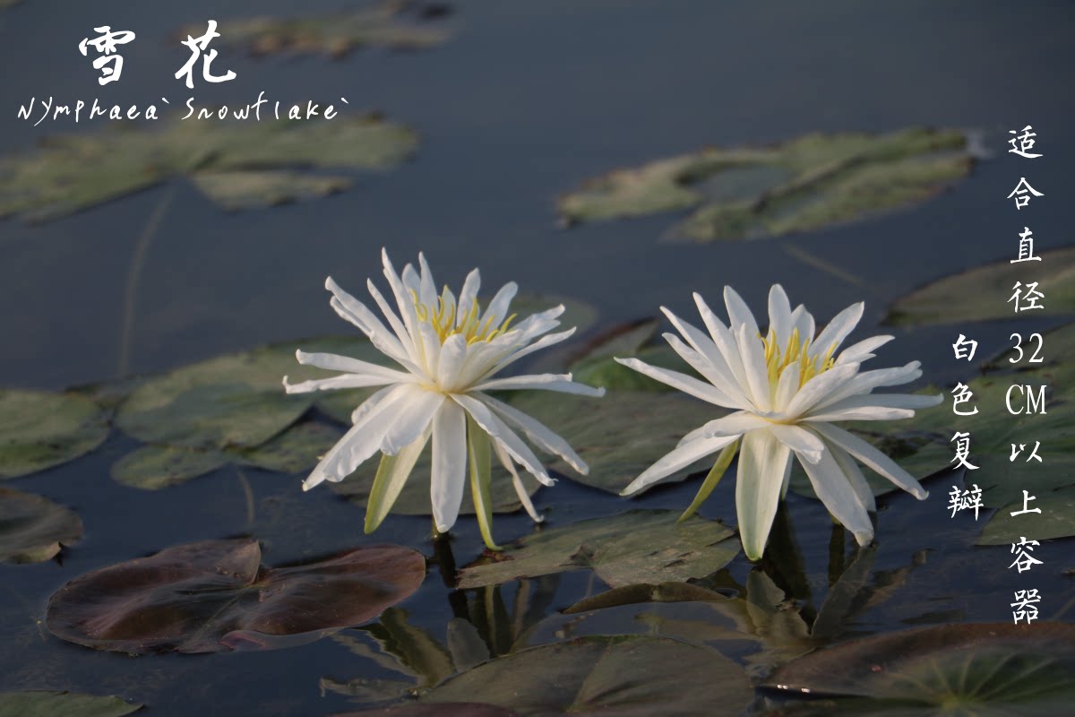 【不二的花园】雪花 纯白耐寒重瓣睡莲中小型 花瓣细长 包对版