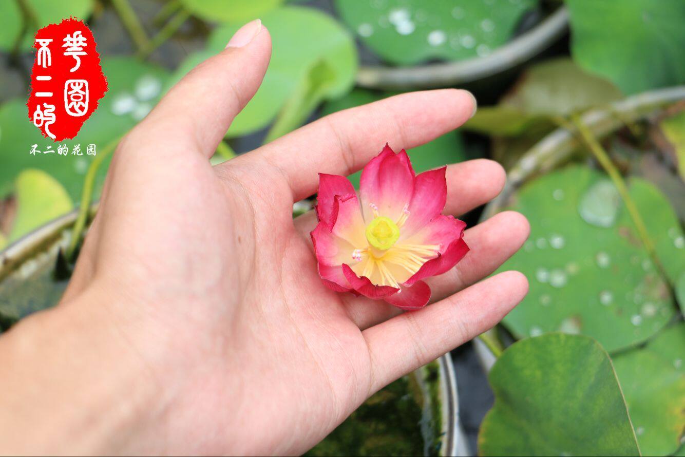 【不二的花园】小红衣 微型碗莲夏季成品苗   包活包开花