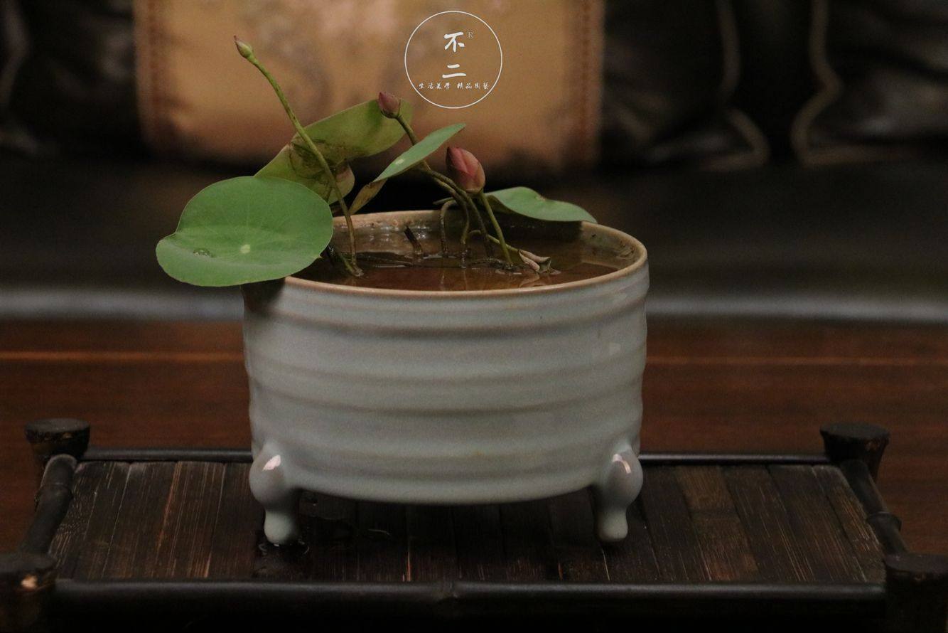 【不二的花园】稚雀喙微型碗莲极丰花包活包开花包对版