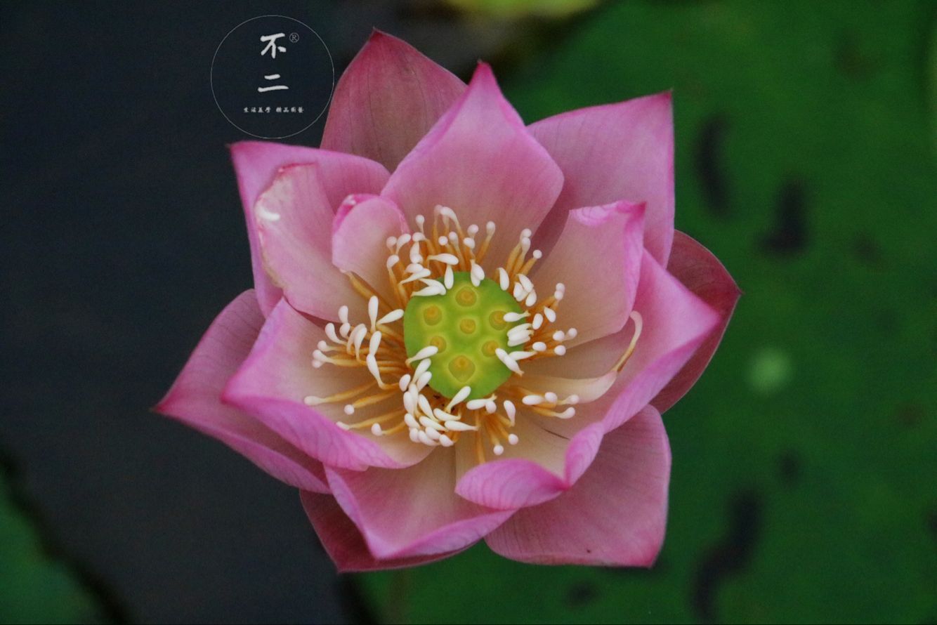 【不二的花园】小池 微型碗莲成品苗  包活包开花包对版