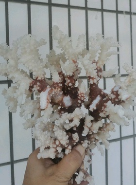 天然玉石奇石摆件收藏品艺术品居家装饰特价盆景配石客厅博古架摆