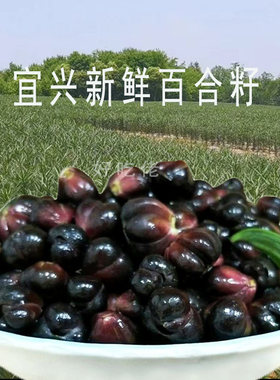 百合籽宜兴新鲜产地发货