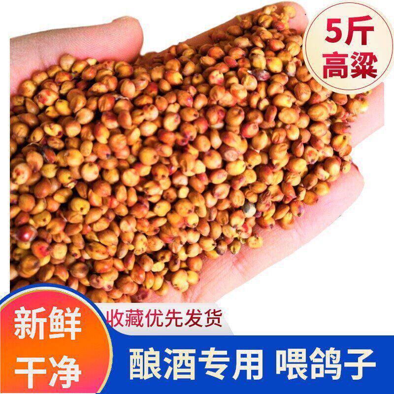 红高粱喂鸽子粮食去壳带