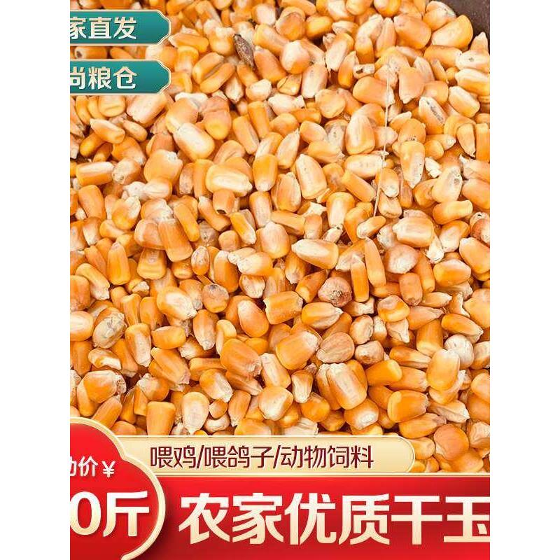 东北大玉米粒10斤干喂鸡