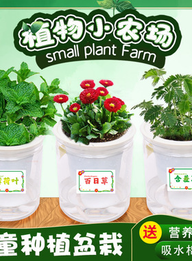 小花农自吸水系列农场盆栽植物观察发芽幼儿园儿童种植diy儿童