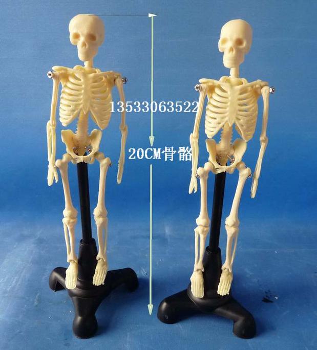 20cm人体骨骼拼装w模型益智玩具人体骨架骷髅模