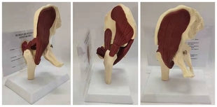 人体1 1髋关节功能肌肉结构模型骨骼骨架医用教学讲解展示