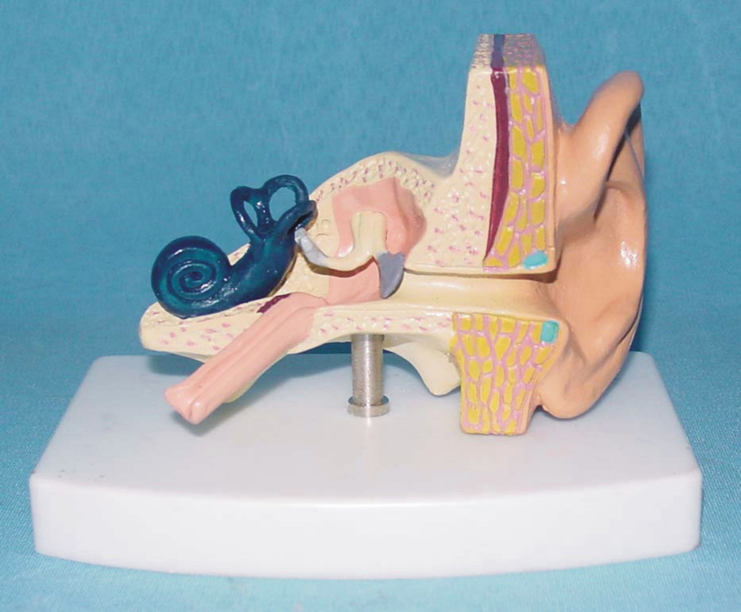 人体耳解剖模型器官y教学医用人讲解体标本模型