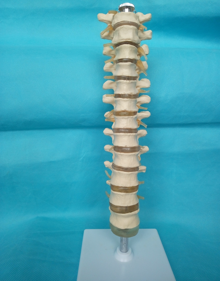 包邮1:a1人体胸椎模型骨骼骨架模型教学医用讲解 玩具/童车/益智/积木/模型 其他模型玩具 原图主图