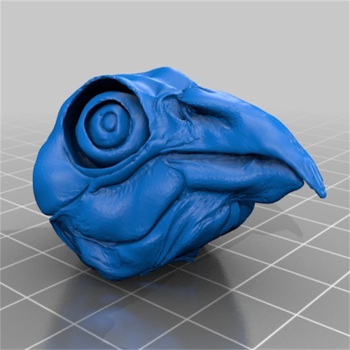 鸟类动物鸟头骨标本鹰鸟头颅三维立体圆雕stl文件3D打印模型素材