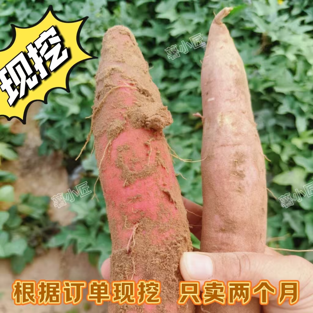 山东现挖红薯白心哈蜜西瓜红冰糖薯