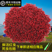 红虫活饵特大号公虫鲜活饵料鲫鱼野钓活体饵料喂鱼饵蚯蚓鱼饵 包邮