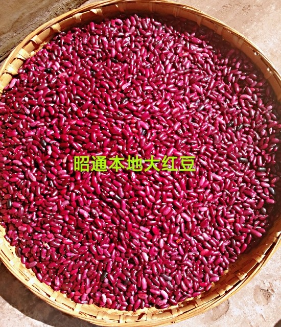 云南昭通特产农家种植大红豆酸菜红豆汤大红芸豆腰豆每份5斤包邮