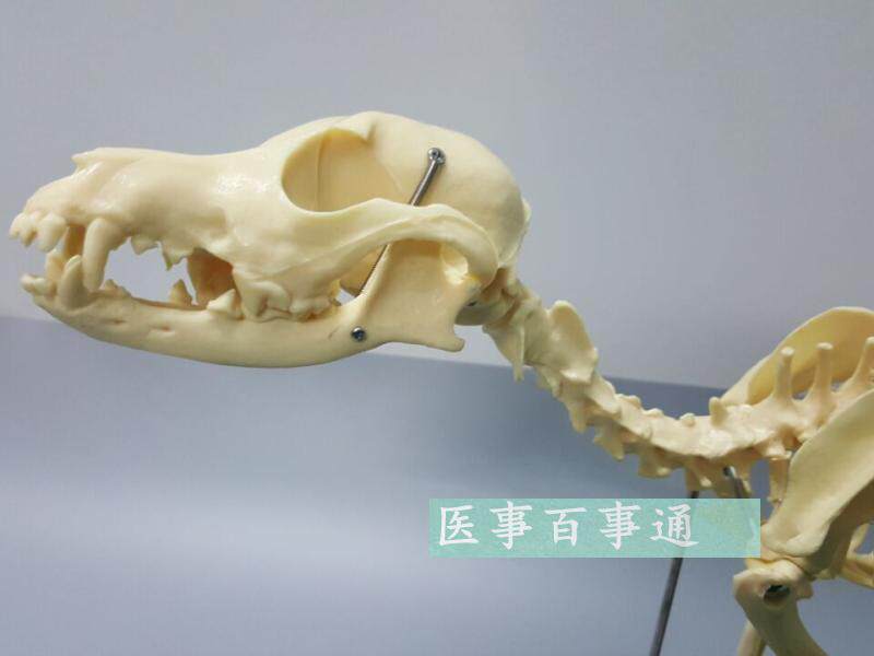 狗解剖模型多少钱 狗解剖模型优惠券免费领取 有条鱼