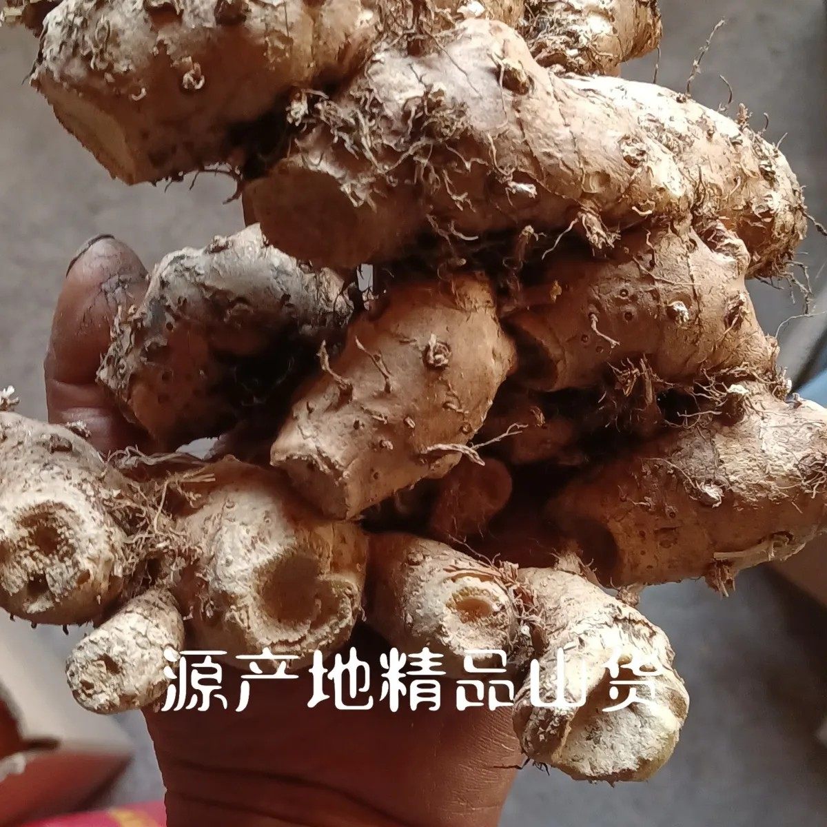 云南野山姜正宗野姜南姜深山现挖山姜头够老南姜开胃卤水配料