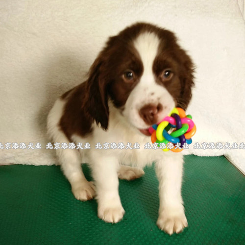 活体史宾格犬宠至尊中型犬史宾格