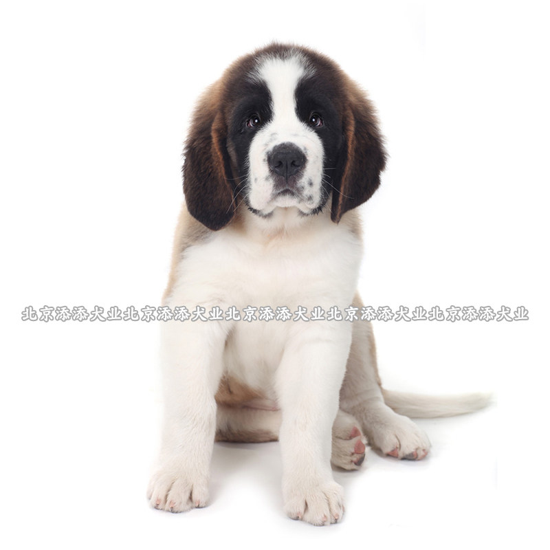 圣伯纳犬幼犬纯种活体狗狗大型犬巨型犬黄白相间精品对称脸犬舍