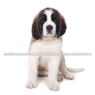 圣伯纳犬幼犬纯种活体狗狗大型犬巨型犬黄白相间精品对称脸犬舍