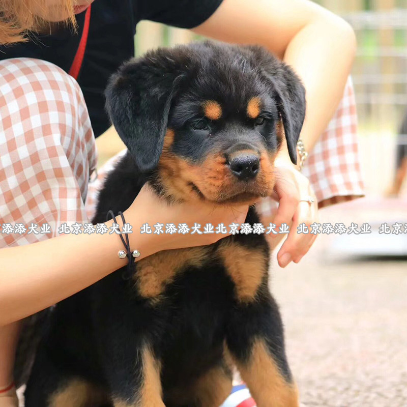 大型犬罗威纳看家护院一坨图片